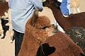20081029 Alpacas 015